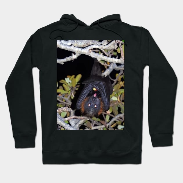 Grey-headed flying fox Hoodie by kirstybush